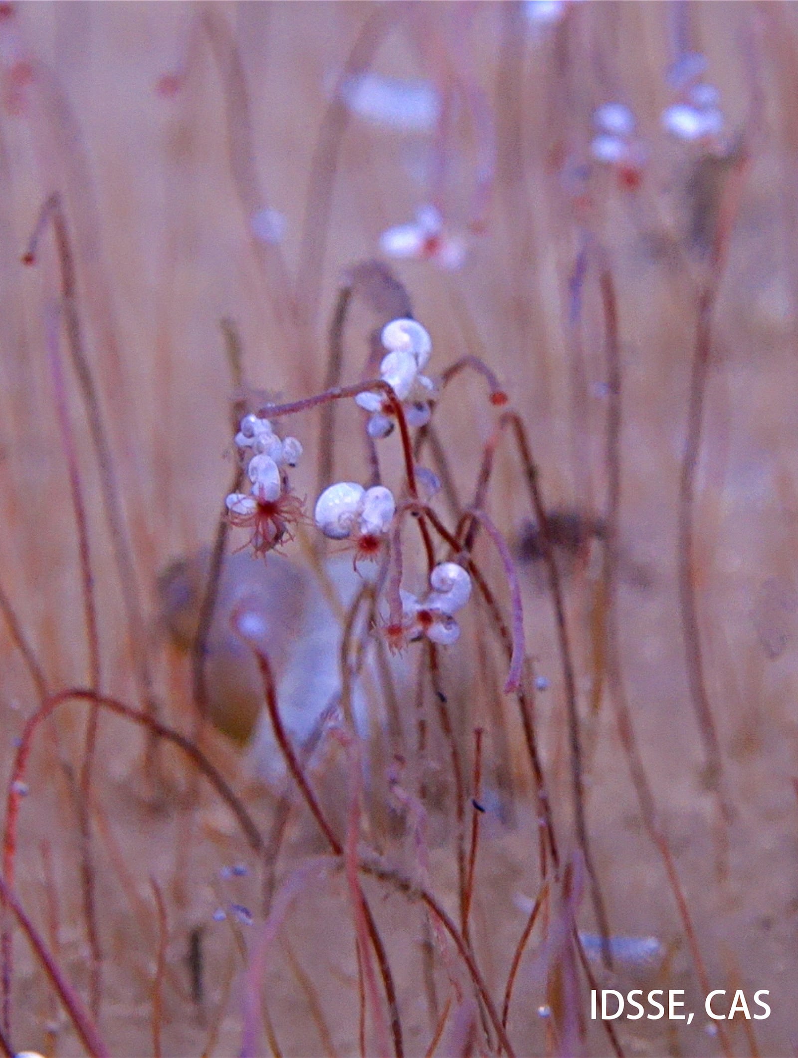 This undated image provided by the Institute of Deep-sea Science and Engineering, Chinese Academy of Sciences shows worms and mollusks in ocean trenches. (Institute of Deep-sea Science and Engineering, Chinese Academy of Sciences via AP)
