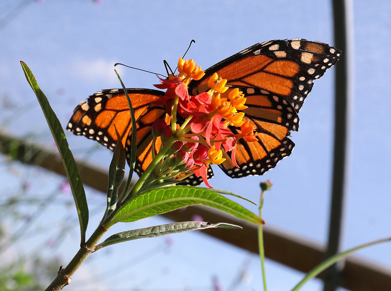 091821 Butterflies SNS