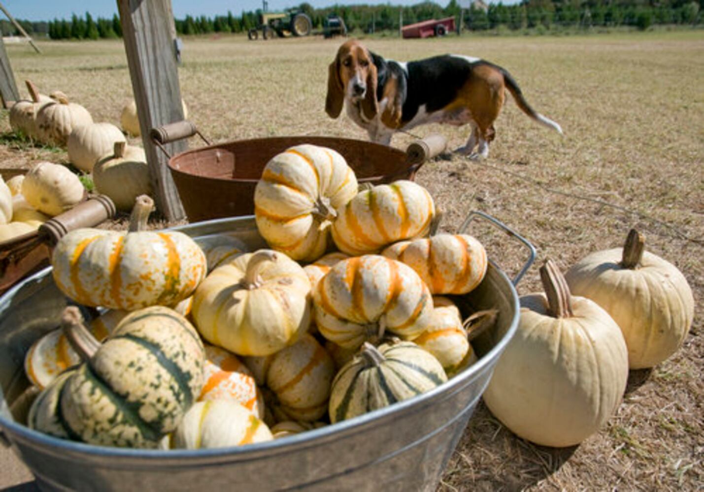Elgin pumpkin patch, 10.23.10