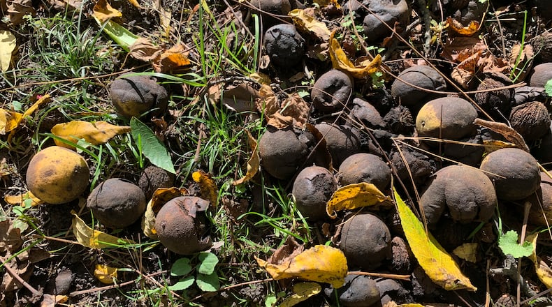 This Oct. 22, 2023 image provided by Julia Rubin shows black walnuts under a tree in Westchester, NY. Walnut and other fruit- and nut-bearing trees produce bumper crops every two or more years in tandem with other trees of their same species in a particular region. No one really knows why. (Julia Rubin via AP)