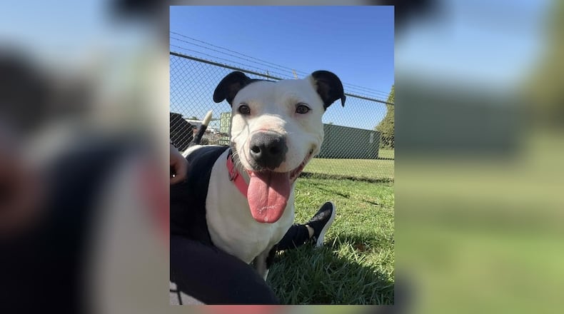 Looking for a new companion? Meet Biscuit. This young sweet girl is a mixed breed around 50 lbs. She is such a lovable girl who gets along well with children and other dogs. Her adoption fee this week is $22, as she is Clark County Dog Shelter’s pet of the week. Clark County Dog Shelter is at 5201 Urbana Road, Springfield. CONTRIBUTED