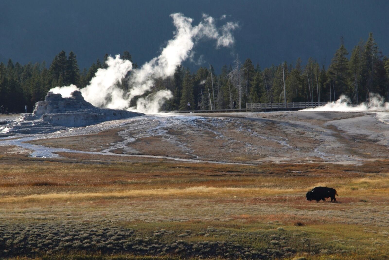 A bison roams in front of Castle Geyser in the Upper Geyser Basin at Yellowstone National Park, Mont., on Sept. 25, 2023. (AP Photo/Hannah Schoenbaum)
