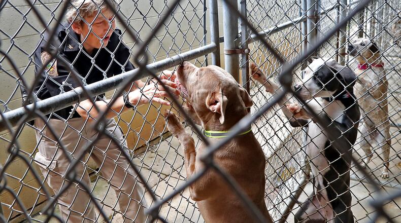 Clark County Dog Warden Sandi Click plays with some of the dogs up for adoption at the Clark County Dog Shelter Thursday, July 14, 2022. BILL LACKEY/STAFF
