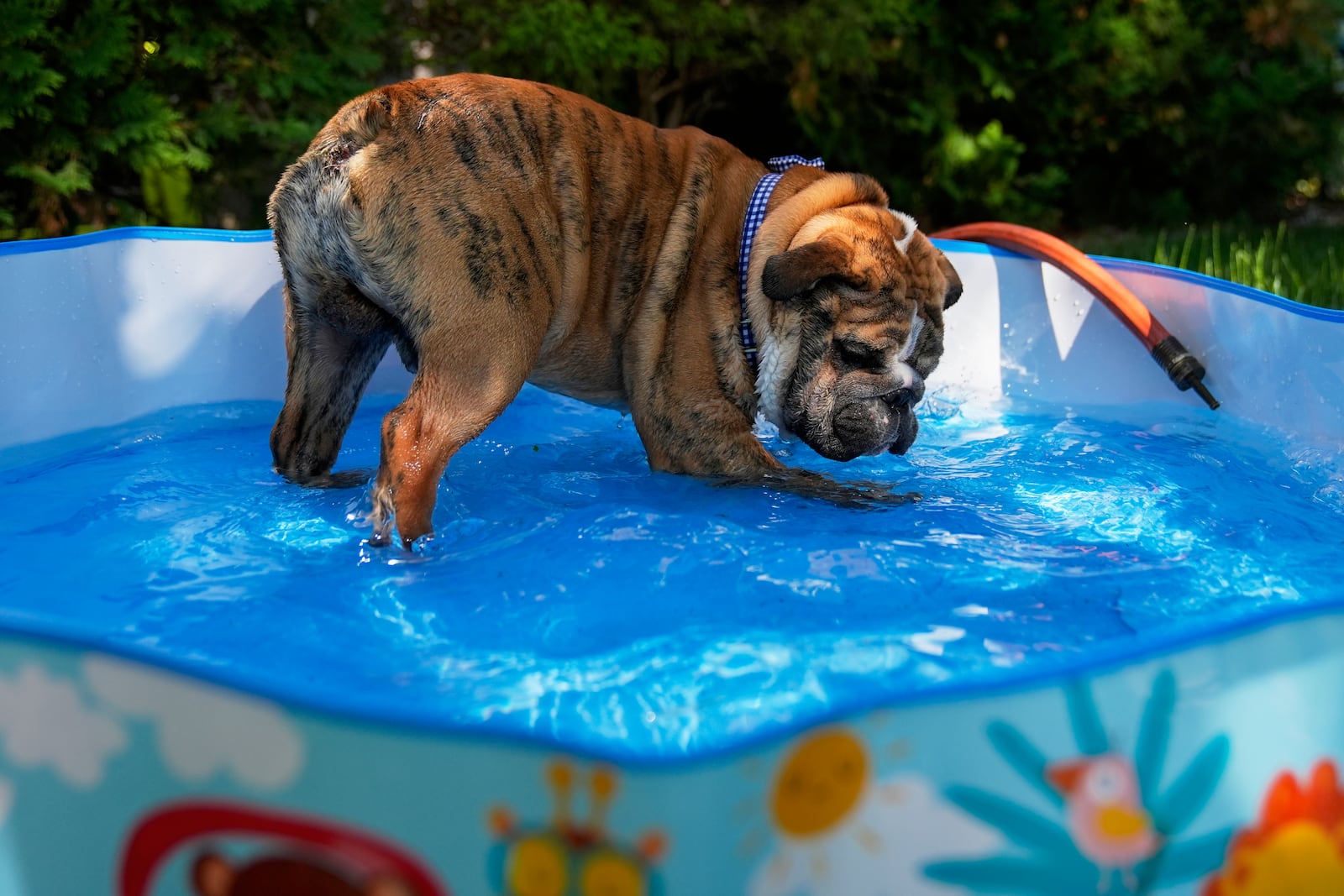 Bubba the English Bulldog plays in a pool in his family's front yard on a hot Friday, June 20, 2025, in Chicago. (AP Photo/Erin Hooley)