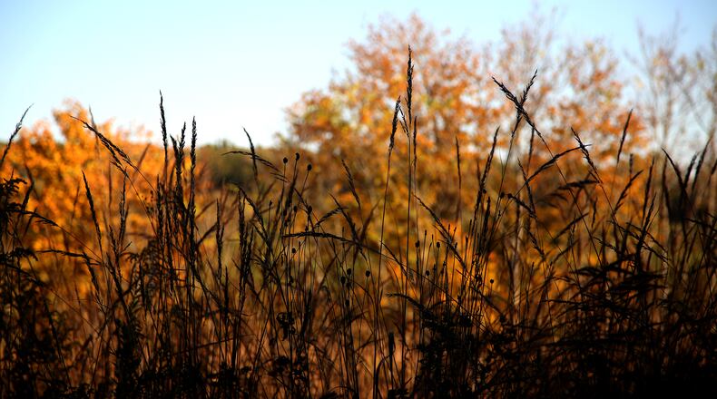 Five Rivers MetroParks has constructed miles of new trails at Germantown MetroPark. The additional mileage snakes through prairie, mature woodlands and wetlands. LISA POWELL / STAFF LISA POWELL / STAFF