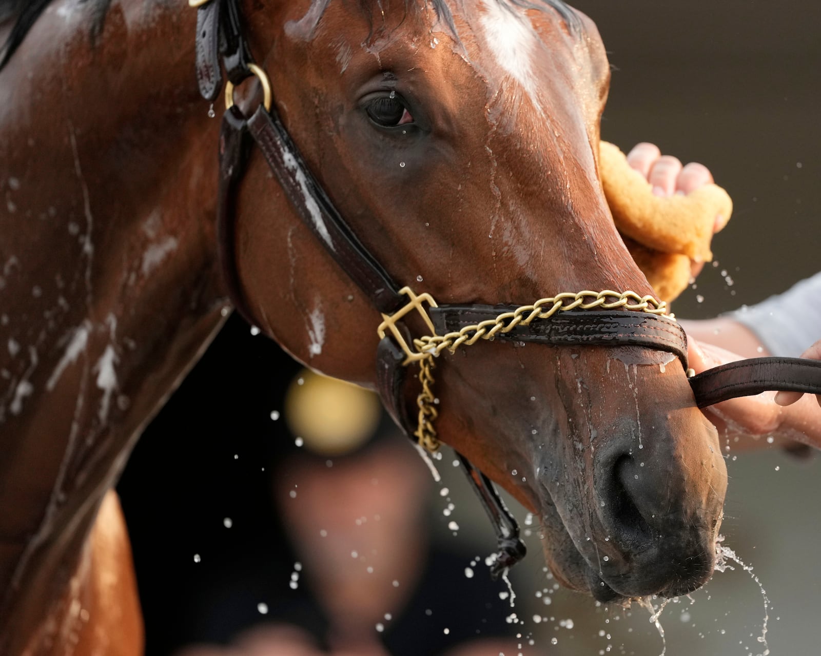 Kentucky Derby entrant Journalism gets a bath after a workout at Churchill Downs Tuesday, April 29, 2025, in Louisville, Ky. (AP Photo/Charlie Riedel)