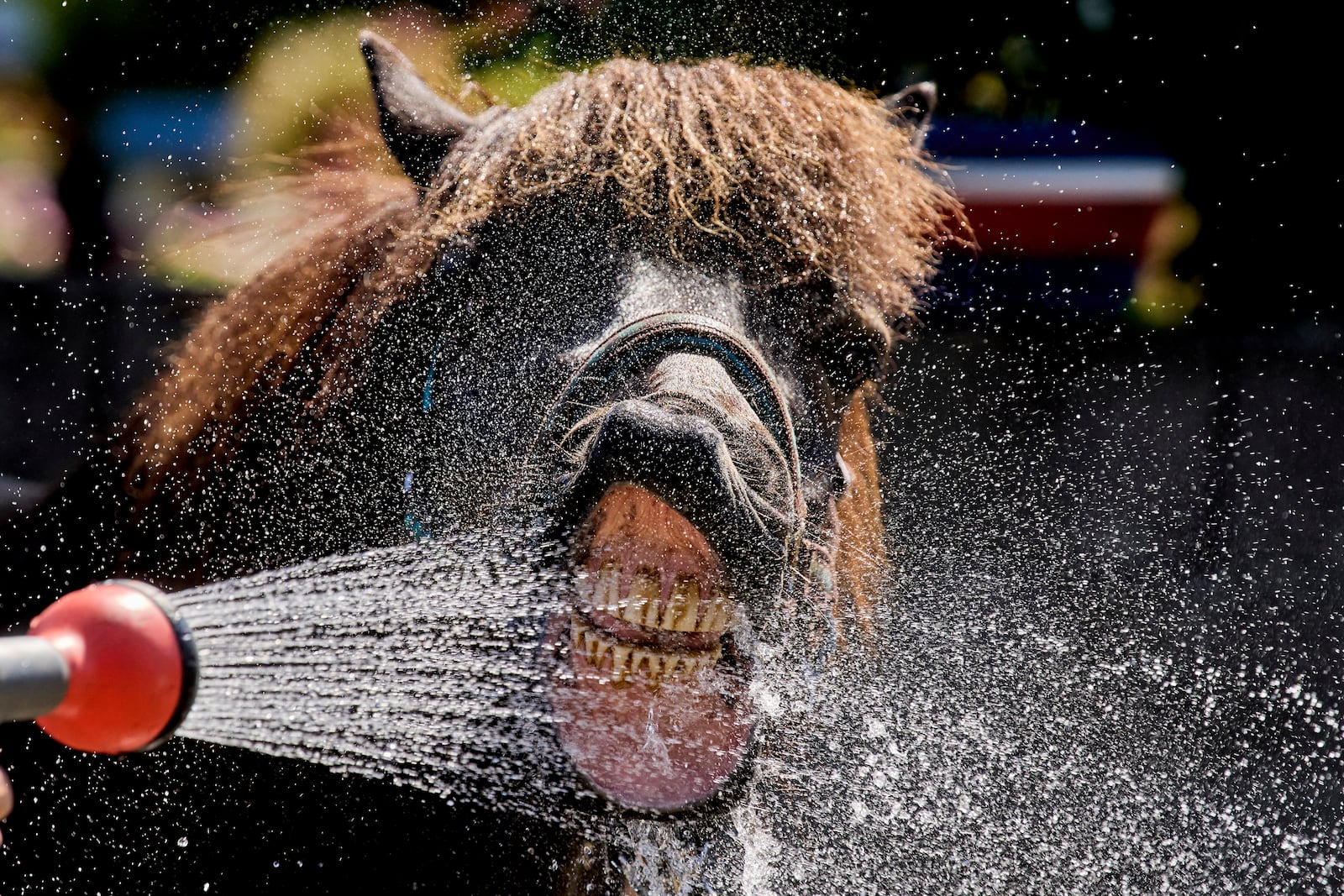 An Icelandic horse drinks water from a water hose at a stud farm in Wehrheim near Frankfurt, Germany, Monday, June 30, 2025, at the beginning of a multi-day heat wave. (AP Photo/Michael Probst)