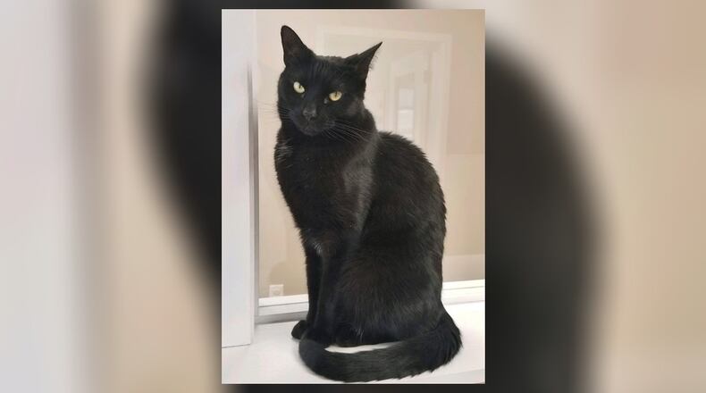 Denim is an adult neutered male who has a twin brother. His dream is to find a quiet fur-ever home where he and his brother can live together. They love to snuggle and are the most beautiful loving cats you’d want to share your home with. Come visit him in the Catacabana room at the Paws Animal Shelter, 1535 West U.S. 36, Urbana. Check out PAWS at www.pawsurbana.com, on Facebook at www.facebook.com/paws.urbana, on Petfinder at petfinder.com or call 937-653-6233. PAWS is in need of volunteers and foster homes. CONTRIBUTED