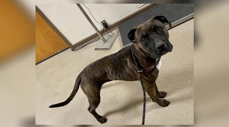 Wizard is a beautiful brindle mixed breed boy with a dark face and such expressive eyes. We’re guessing he’s between 1.5 and 2 years old, and he weighs around 62 pounds. Wizard seems good with other dogs, but we always recommend a meet and greet if you have other canine members in your family. Since he is our Pet of the Week, he can come home with you already neutered, heartworm negative, flea treated, vaccinated including rabies, microchipped and licensed with a free vet checkup for $111. Call 937-521-2140 for an appointment to meet him. Clark County Dog Shelter is at 5201 Urbana Road, Springfield. CONTRIBUTED