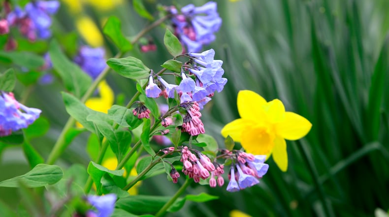 Virginia bluebells are seen in bloom at Aullwood Garden MetroPark. LISA POWELL / STAFF