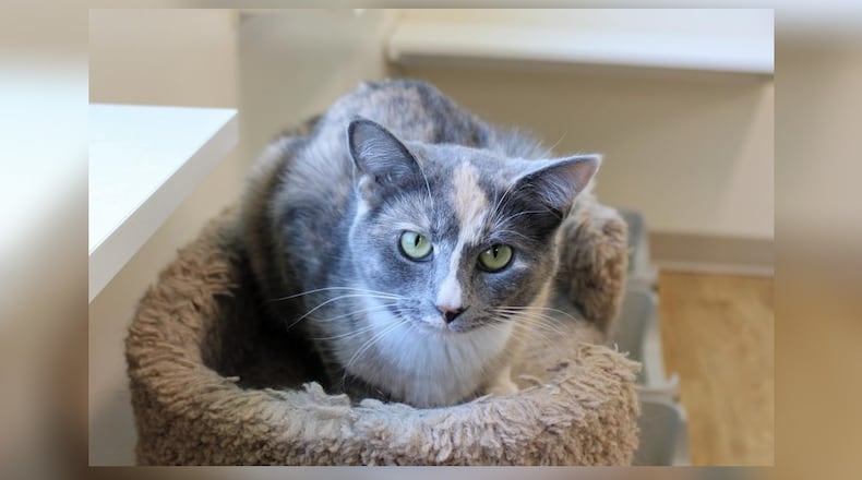 Hello there, I’m Layla. I’ve always been a curious one, you know. I love to explore every nook and cranny, sniffing out the secrets that lie hidden. I have a sweet disposition and a friendly purr that’s sure to warm your heart. I’ve been told I’m quite the charmer, and I’m not one to argue. I enjoy spending my days lounging around, but I’m always up for a good adventure. I’m looking for a home where I can satisfy my curiosity and share my sweet nature. Adopting me will bring you a loyal companion, a curious explorer, and a sweet friend all in one. Come visit me at the Paws Animal Shelter, 1535 West U.S. Highway 36, Urbana. Check out Paws at pawsurbana.com, on Facebook at facebook.com/paws.urbana, on Petfinder at petfinder.com or call 937-653-6233. To apply to adopt any of our cats or kittens, visit pawsurbana.org. Paws is in need of volunteers and foster homes. CONTRIBUTED