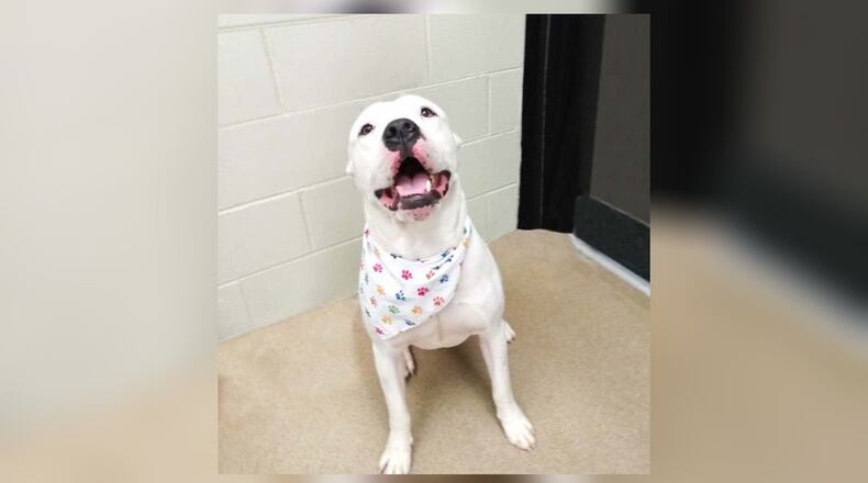 Looking for a bundle of joy and love into your life? Look no further than Doc, the handsome and affectionate 3-year-old American Bulldog mix. At around 50-60 pounds, Doc is the perfect blend of strength, charm, and playfulness. His striking good looks are only matched by his warm heart. This lovable guy is a social butterfly who adores people and seems to get along with other dogs. Stop in or call the Clark County Dog Shelter to meet this handsome guy. Clark County Dog Shelter is at 5201 Urbana Road, Springfield. CONTRIBUTED