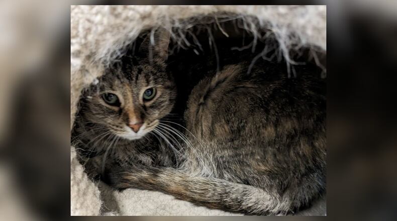 Charity is a 5-year-old female short-haired gray tabby who has been at PAWS since she was a young mother. She is shy but very sweet and is looking for her forever family. She has been spayed and is up to date on her vaccinations. Consider adding Charity to your life. Come visit her at the Paws Animal Shelter, 1535 West U.S. Highway 36, Urbana. Check out PAWS at pawsurbana.com, on Facebook at facebook.com/paws.urbana, on Petfinder at petfinder.com or call 937-653-6233. PAWS is in need of volunteers and foster homes. CONTRIBUTED