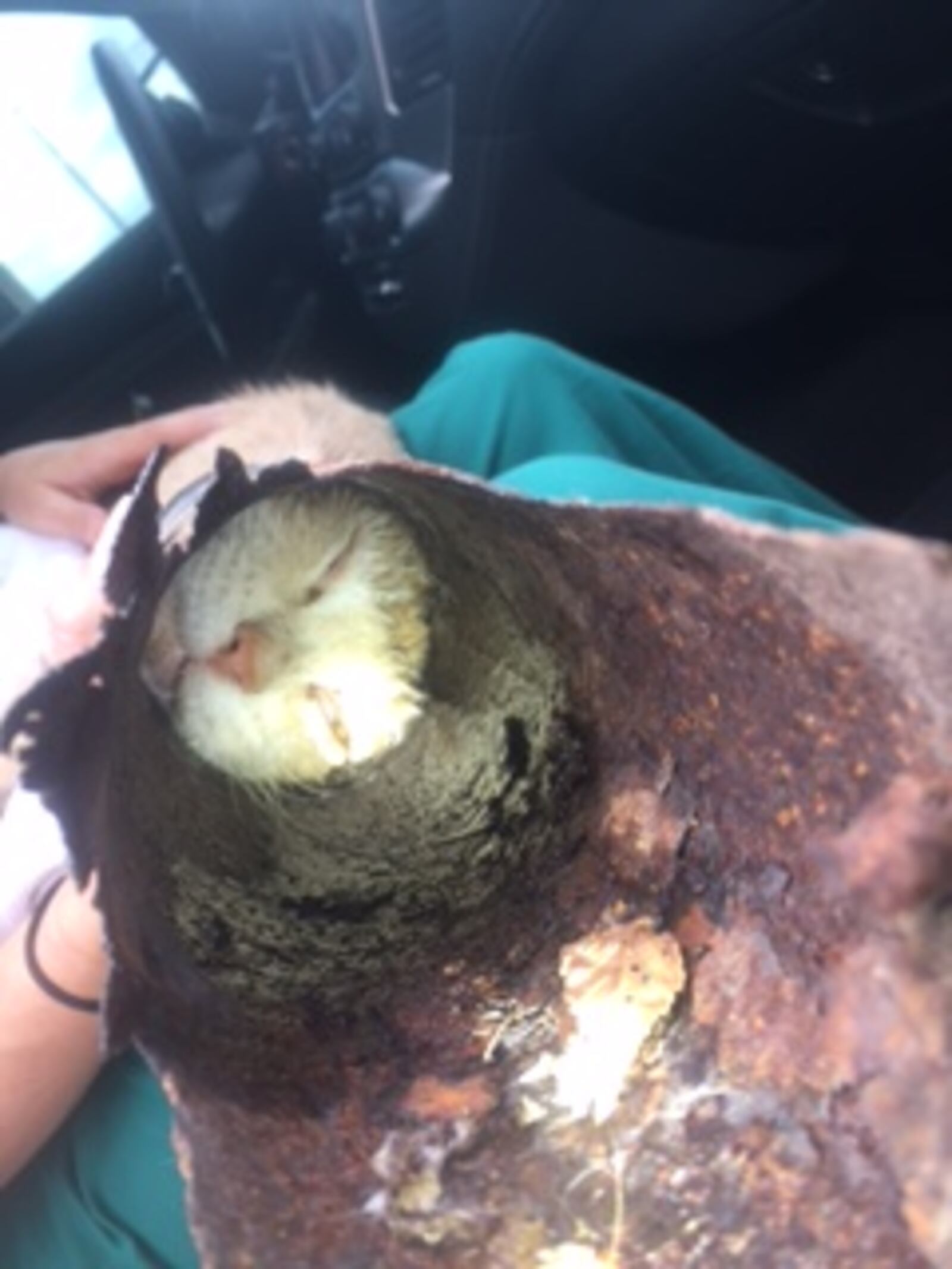 Dayton firefighters and the Humane Society rescued a cat stuck in a pipe.