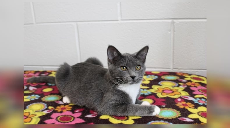 Hi! I’m Mittens, a kitten with a tale of magic. One night, under the shimmering moon, my four siblings and I followed a trail of twinkling stars that led us to Paws Animal Shelter. Here, I play and leap, spreading joy with my boundless energy. My siblings and I love to play, and we have other fun kittens here to play with as well. I’ve been through adventures, but now I dream of a forever home where I can share my playful spirit and sweet purrs. If you’re looking for a magical companion to brighten your days, I’m the perfect little friend. Come visit me at Paws Animal Shelter, 1535 West U.S. Highway 36, Urbana, online at pawsurbana.org, Facebook at facebook.com/paws.urbana, on Petfinder at petfinder.com or call 937-653-6233. Paws is in need of volunteers and foster homes. CONTRIBUTED