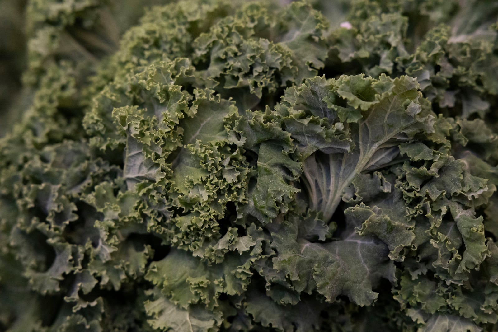 A bunch of kale is displayed at Growing Family Farms' vendor table at the Brighton Farmers Market on Sunday, March 23, 2025, in Brighton, N.Y. (Caitlyn Daproza via AP)