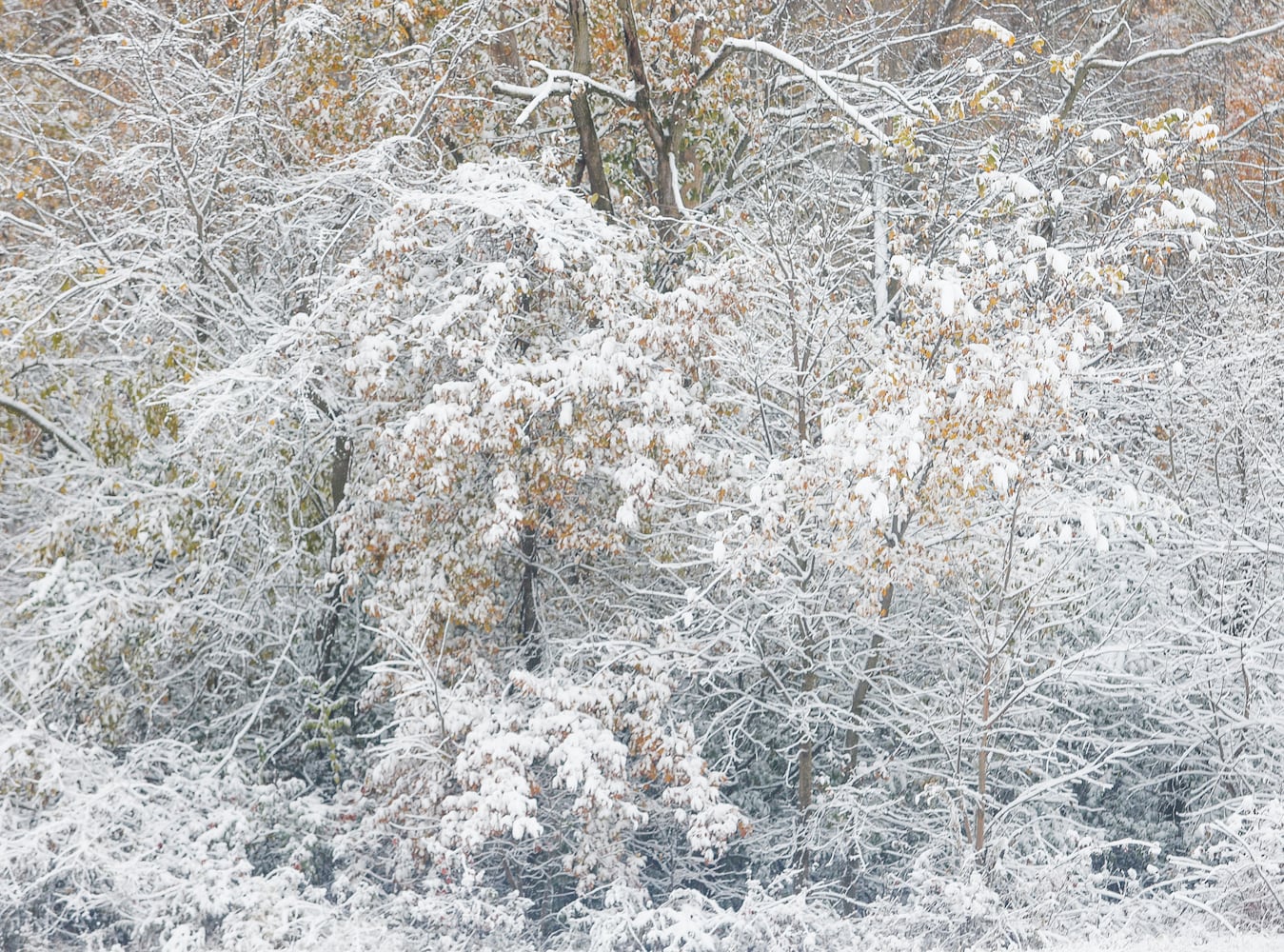 November 2025 Springfield Snow 