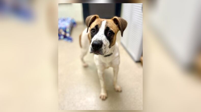 Meet Pepper! She is a 34 lb. mix, around 6 to 8 months old. She came into us as a stray, and was never claimed. She has a good bit of energy and loves to play, as she is young. She would make a great dog for an active family. Her adoption fee is $22 this week, as she is the Pet of the Week. That includes her spay, vaccines, heartworm test, microchip, dog license, and a free vet check. Call 937-521-2140, if you would like to meet Pepper today. Clark County Dog Shelter is at 5201 Urbana Road, Springfield. CONTRIBUTED