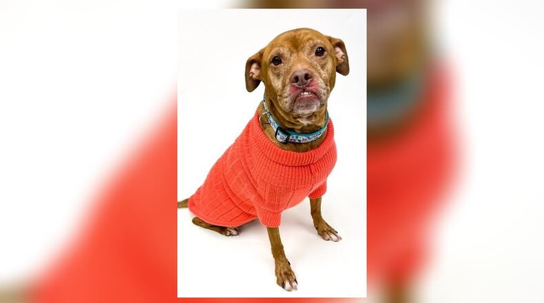 Roxie is an approximate 8-10 year old mixed-breed around 47 lbs. This sweet girl was left behind by her owners when they moved out of their house. She is wonderful with kids, house-trained, scared of kitties, and seems to do well with other dogs. We always recommend a meet-n-greet prior to adopting. Her adoption fee this week is $77 and that includes her spay, vaccines, microchip, 2022 dog license and a free vet check. Call 937-521-2140, to meet Roxie. Clark County Dog Shelter is at 5201 Urbana Road, Springfield. CONTRIBUTED