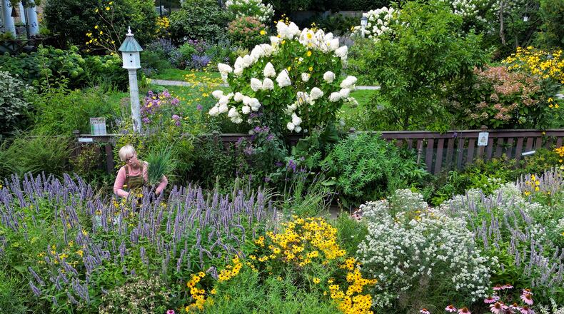 Amanda Nugent works in her parkway garden in Wilmette, Illinois, on Aug. 25, 2025. She has spent years cultivating a garden full of native plants and flowers that attract more than three dozen varieties of native bees and wasps in her vast suburban garden. (Stacey Wescott/Chicago Tribune/TNS)