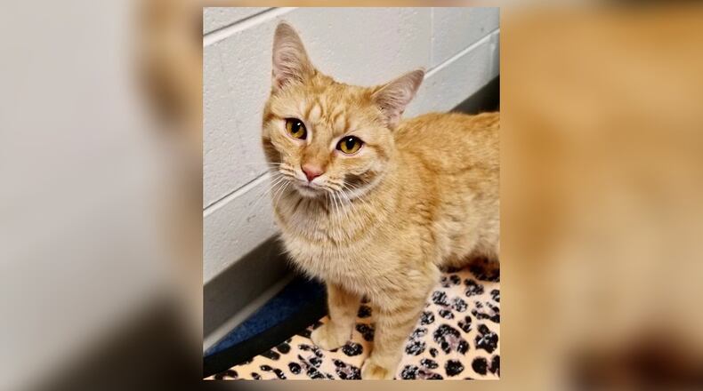 Olivia is still looking for her purrfect fur-ever home where she’ll be the only cat. She’s a sweet little 2 1/2-year-old orange tabby who has already been spayed and goes home with update vaccines. Olivia is in a foster home at this time, so if you’re interested in meeting her, give a call to 937-653-6233. Come visit Olivia at the Cattery at the Paws Animal Shelter (PAWS), 1535 West U.S. Highway 36, Urbana. Check out PAWS at www.pawsurbana.com, on Facebook at www.facebook.com/paws.urbana, on Petfinder at petfinder.com or call 937-653-6233. CONTRIBUTED