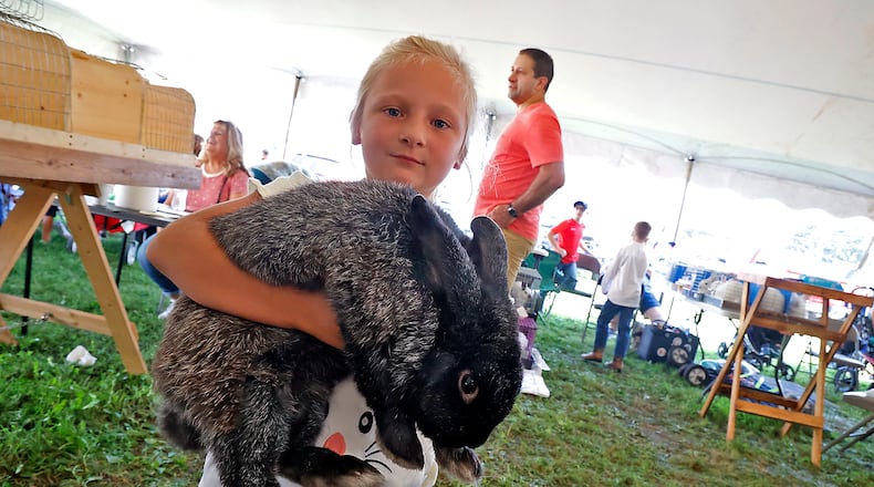 Alyssa Colwell, 8, carries her Silver Fox rabbit back to it's cage Sunday, July 23, 2023 during the Open Class Rabbit Show at the Clark County Fair. BILL LACKEY/STAFF