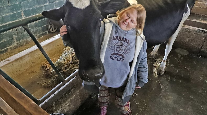 Joyce Nelson with one of her prized dairy cows at Dugan Road Creamery Friday. Bill Lackey/Staff