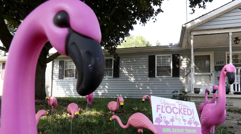 Pink flamingos decorate a front lawn along Texas Avenue. As part of a fundraiser, the scouts of Girl Scout Troop 30037 are ‘flocking’ lawns with the pink birds. BILL LACKEY/STAFF