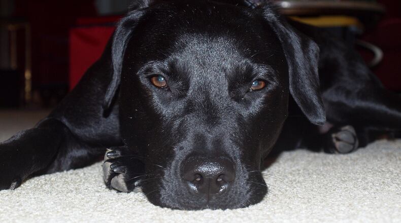 Teddy got a case of the holiday blues last year. JORDAN BLAKE/CONTRIBUTED