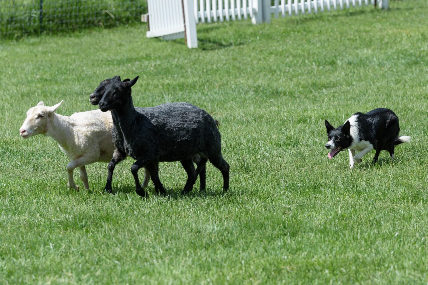 PHOTOS: Wooly Wonders - Spring on the Farm Family Event at Learning Tree Farm
