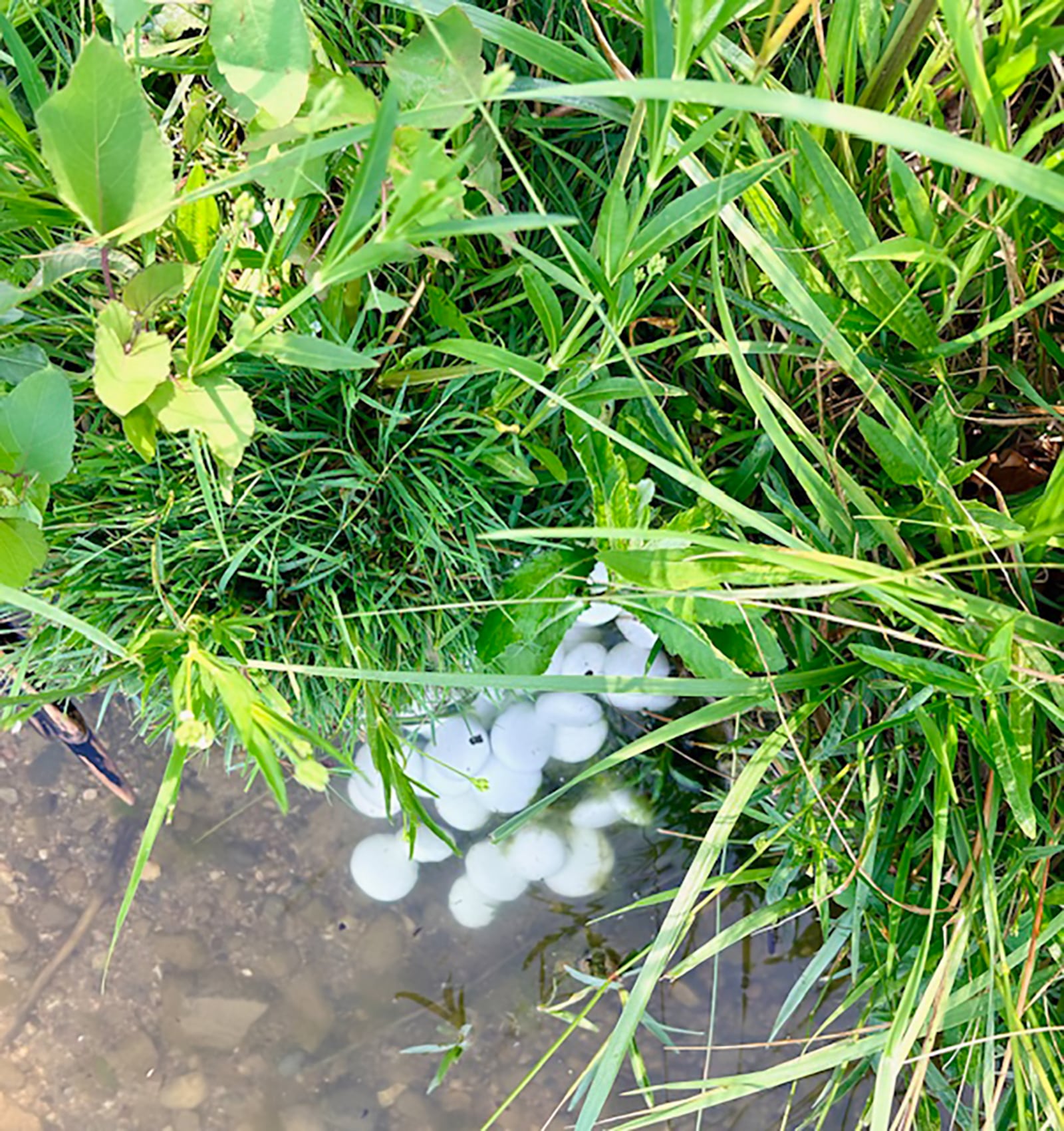 Vee Browne decided to honor her husband's memory by having his ashes compressed into "parting stones," some of which she has left at some of the couple's favorite places. CONTRIBUTED