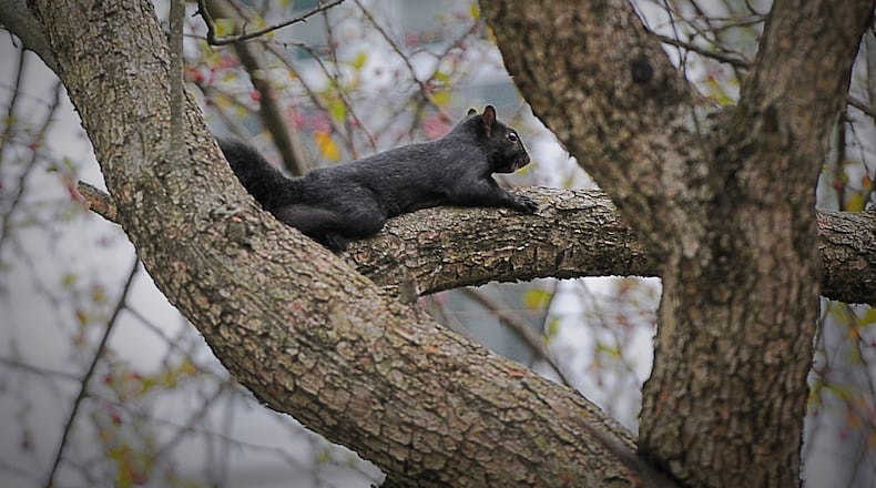 A black squirrel is up in a tree in Xenia. MARSHALL GORBY / STAFF