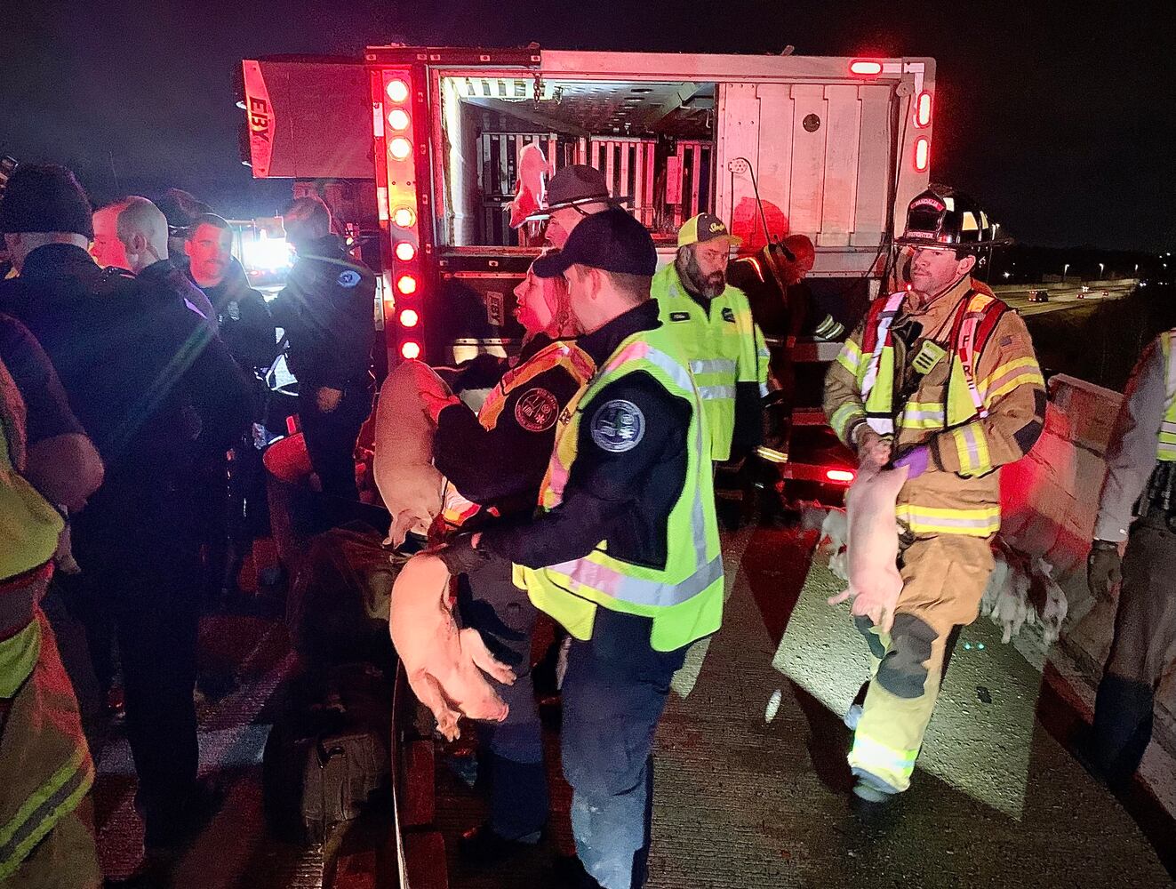 Semi hauling 1900 piglets overturns on I-75 to I-70 flyover