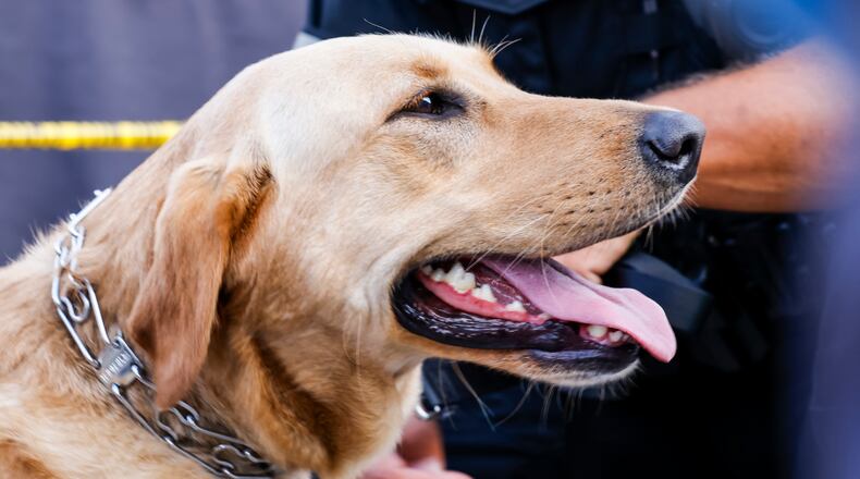 First Friday Dog Days of Summer in Springfield will welcome four-legged friends downtown who are on leashes, crowd-friendly and whose owners are responsible. FILE