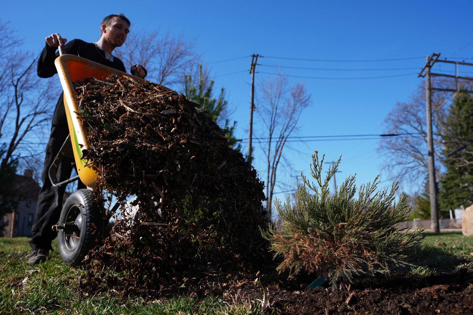 David McGuffie dumps mulch on a sequoia tree seedling in Detroit, Friday, March 21, 2025. (AP Photo/Paul Sancya)