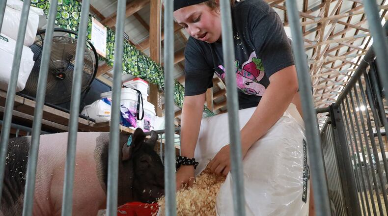 Sarah Beattie, 14, opens a bag of bedding for her pigs in one of the swine barns Thursday at the Champaign County Fair. BILL LACKEY/STAFF