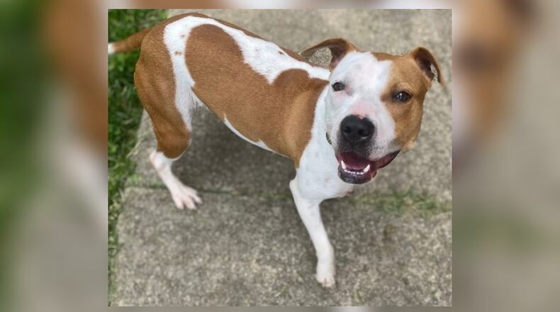 Meet Pumpkin! She is a 33-35 lb. mix, around a 1-year-old. Aside from being beautiful, she is sweet, inquisitive, and attentive. She is a little nervous around men, but she warms up quickly. She seems to do better with dogs her size or bigger but, we always recommend a meet-n-greet, prior to adopting. Her adoption fee is includes her spay, vaccines, microchip, dog license, and a free vet check. Call 937-521-2140, if you are interested in meeting her. Clark County Dog Shelter is at 5201 Urbana Road, Springfield. CONTRIBUTED