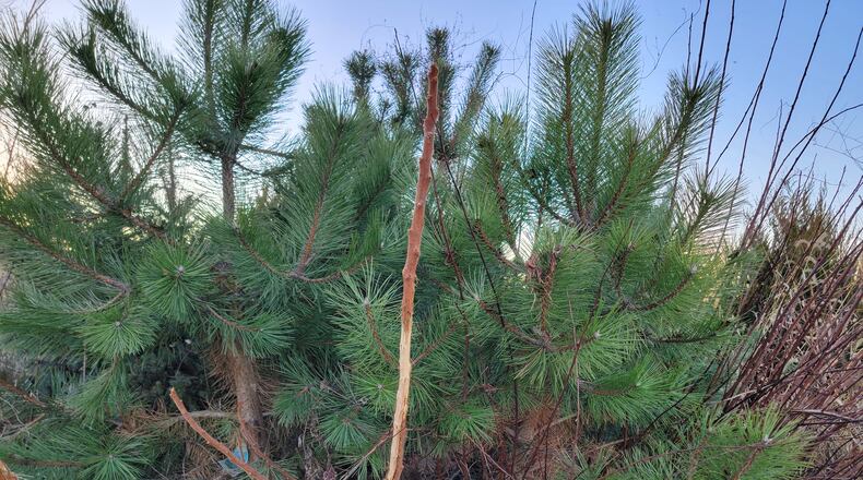 Deer damage my Tiger Eyes every year, basically pruning it back and not harming it since it grows quickly. CONTRIBUTED