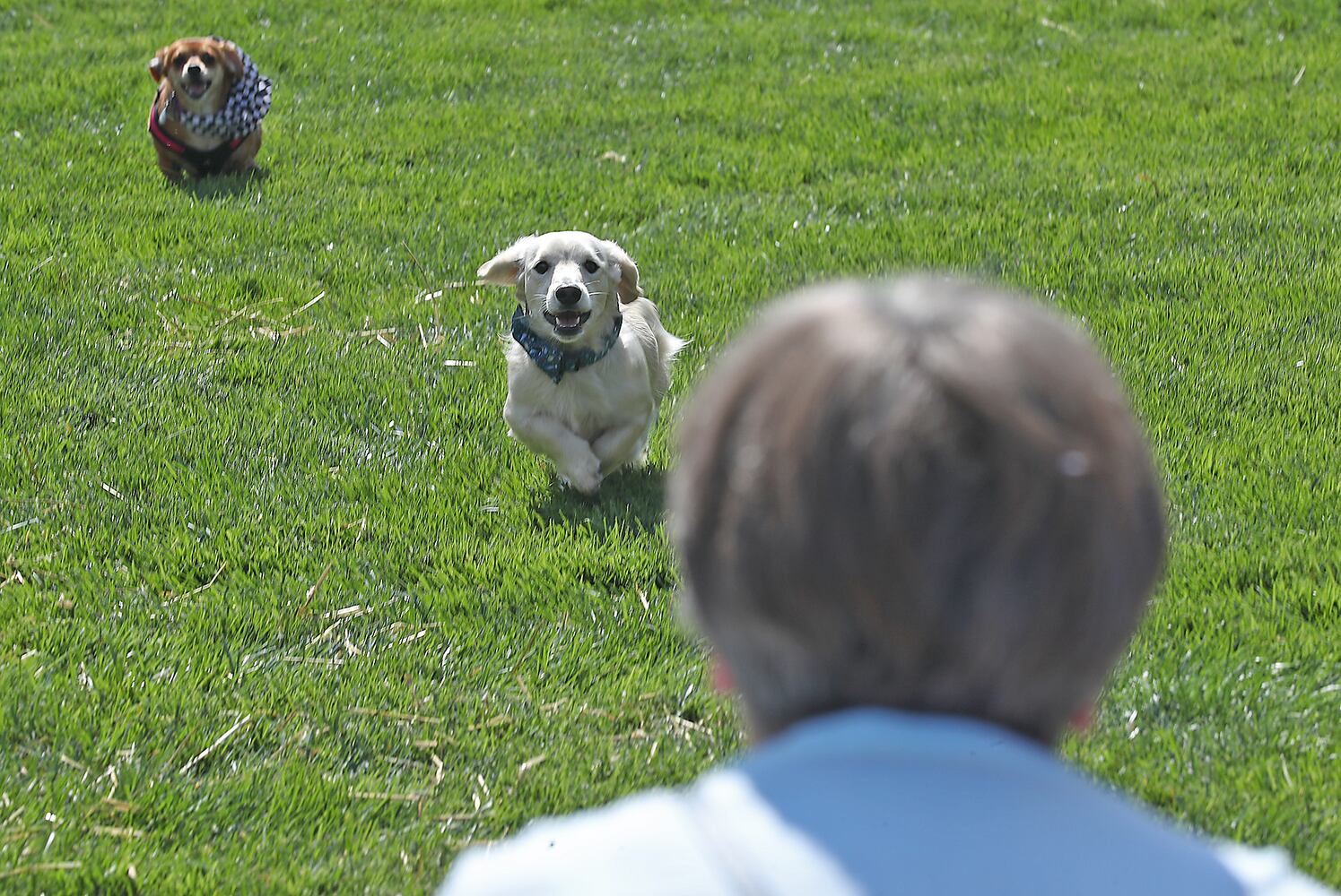 092021 Weiner Dogs SNS