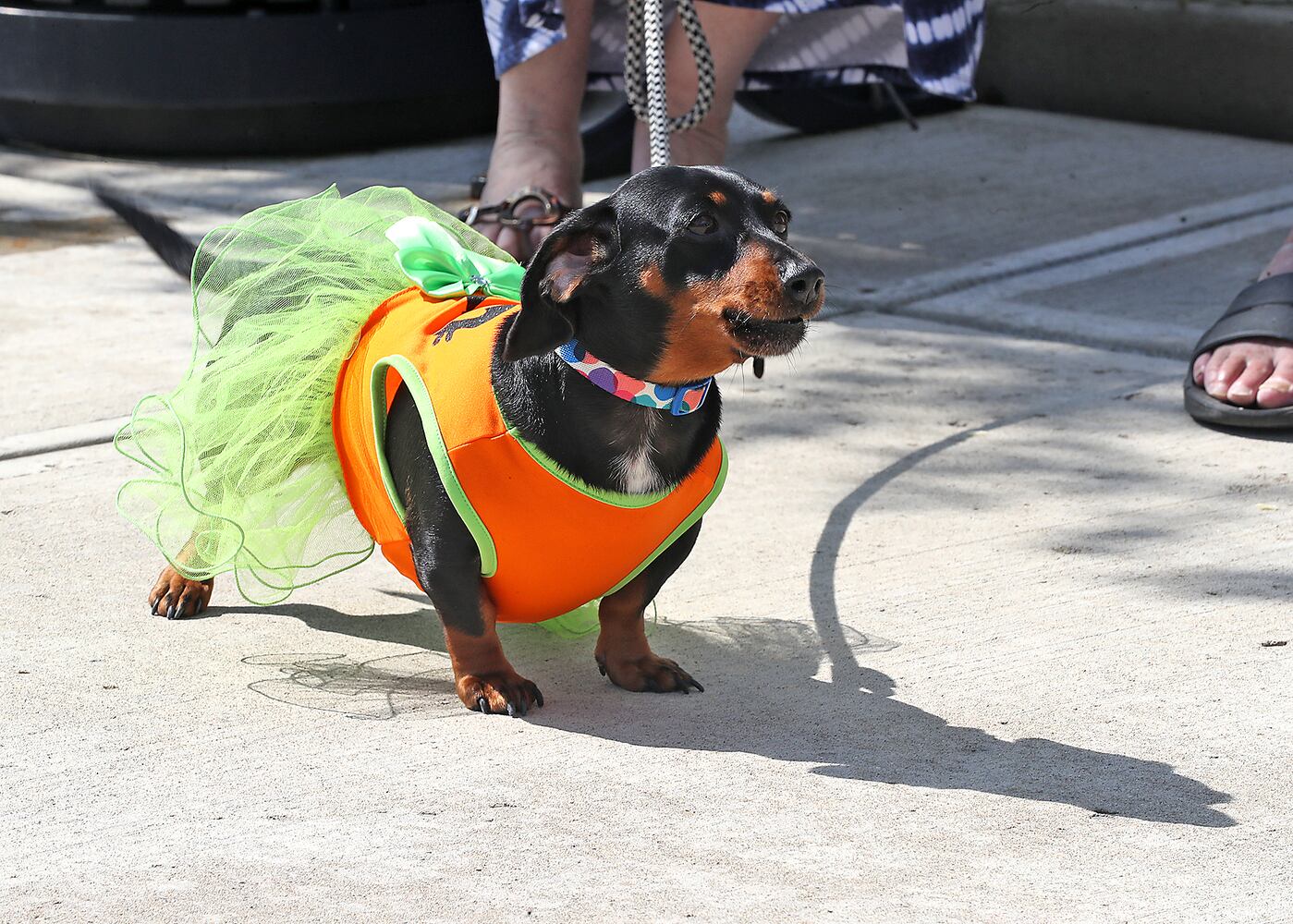 092021 Weiner Dogs SNS