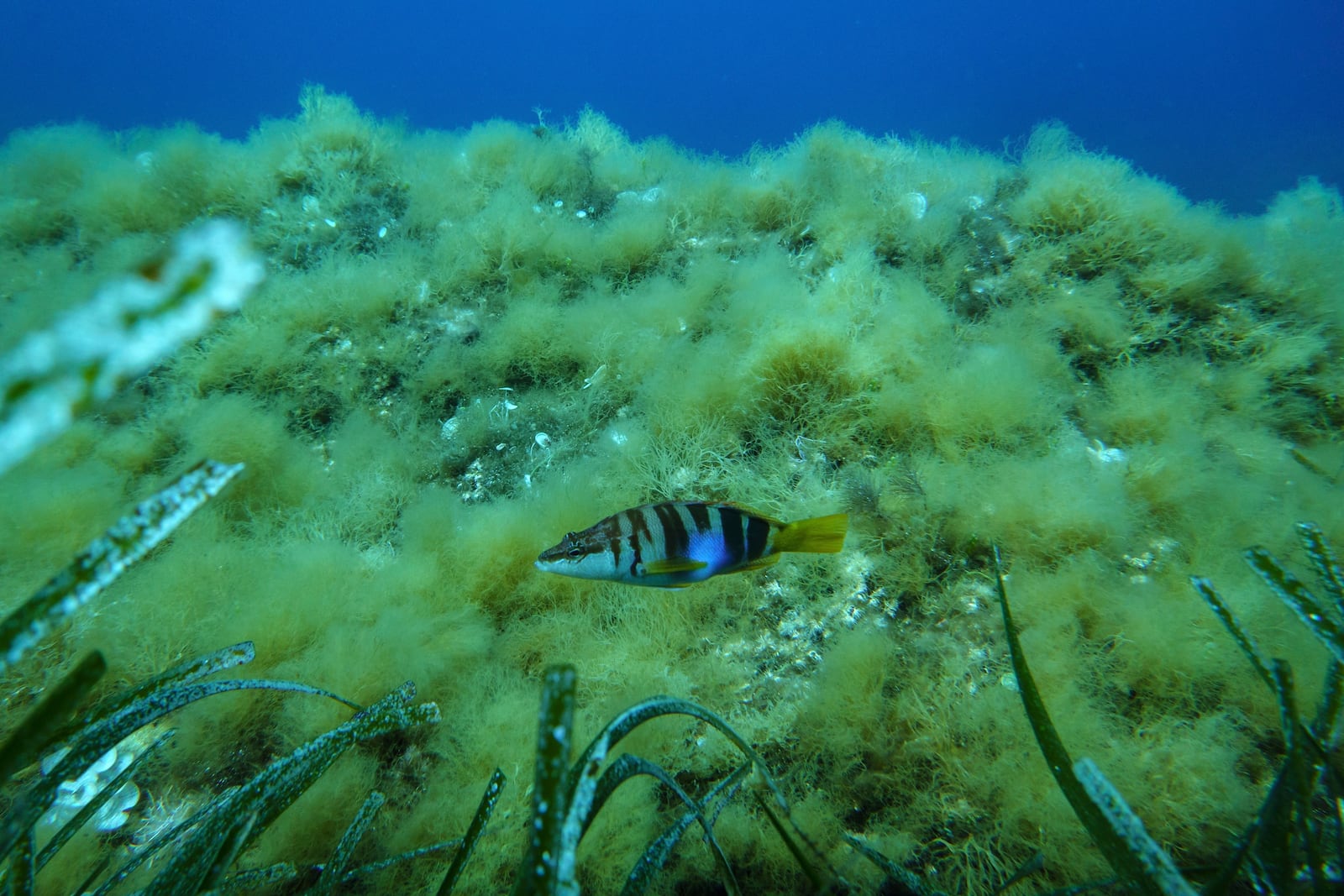 A painted comber swims in the protected area of France's Port-Cros National Park ahead of the U.N. Ocean Conference, Saturday, June 7, 2025, (AP Photo/Annika Hammerschlag)