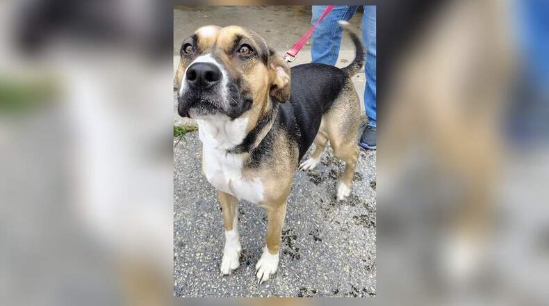 Queenie is a 50 lb., Hound-Pittie mix around 2-3 years old. She is very kind and gentle natured. We think she would do well in just about any home. Clark County Dog Shelter is at 5201 Urbana Road, Springfield. CONTRIBUTED