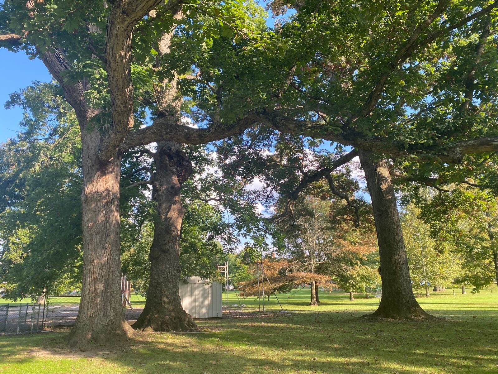 The "Three Sisters," three oak trees on Mills Lawn Elementary School property that are over 450 years old, according to the residents. The controversy over what to do with the small green area behind Mills Lawn Elementary School has affected people across Yellow Springs. Many people have cited the need to preserve the three oaks as part of the problem. Eileen McClory / staff
