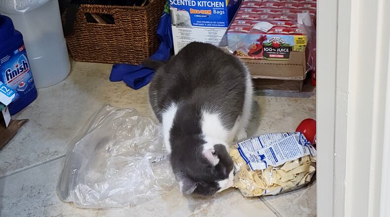 Pip trying to open the noodle bag. CONTRIBUTED