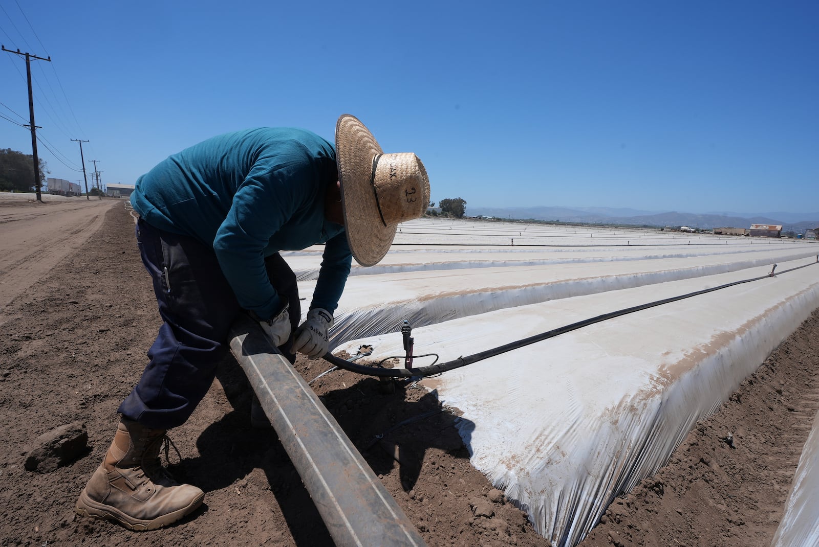 A farm worker sets up irrigation pipes for a strawberry field in Oxnard, Calif., on Wednesday, June 18, 2025. (AP Photo/Damian Dovarganes)