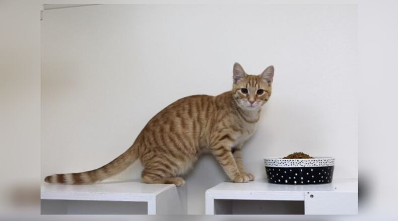 Skeeter and his sister Olive were born to a feral mom at a senior apartment complex in Mechanicsburg. The kittens were very friendly (perhaps handled a lot by residents at the apartment complex?), and they were taken in by someone in Mechanicsburg for three months. She decided she couldn’t keep them so she brought them to Paws Animal Shelter so they could find a forever home. They’re both very sweet, loving, and playful kittens who would be a wonderful addition to any family. Come visit Skeeter and Olive at 1535 West U.S. Highway 36, Urbana. Check out Paws at pawsurbana.com, on Facebook at facebook.com/paws.urbana, on Petfinder at petfinder.com or call 937-653-6233. Paws is in need of volunteers and foster homes. CONTRIBUTED
