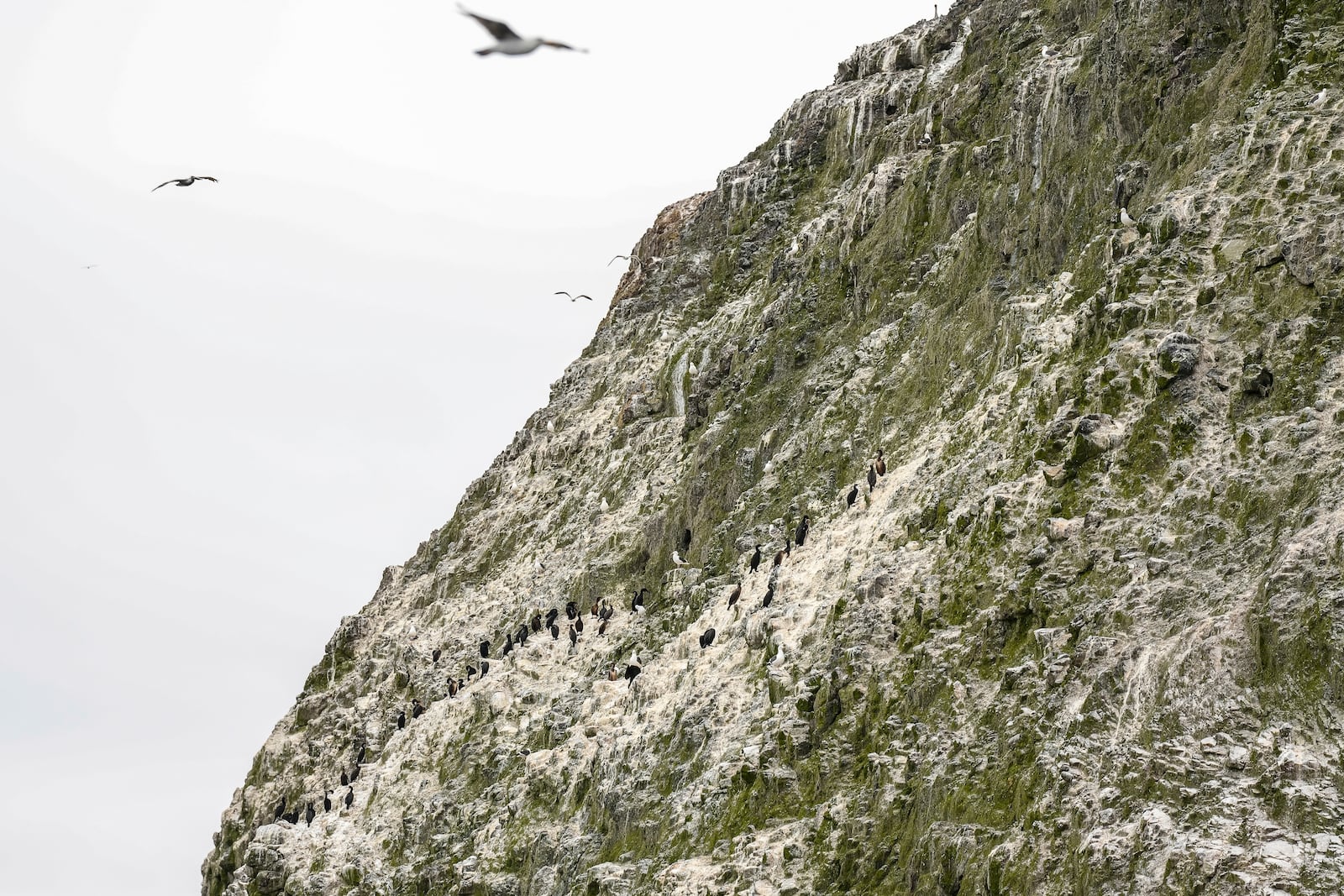 Sea birds gather Thursday, May 1, 2025, in Channel Islands, Calif. (AP Photo/Annika Hammerschlag)