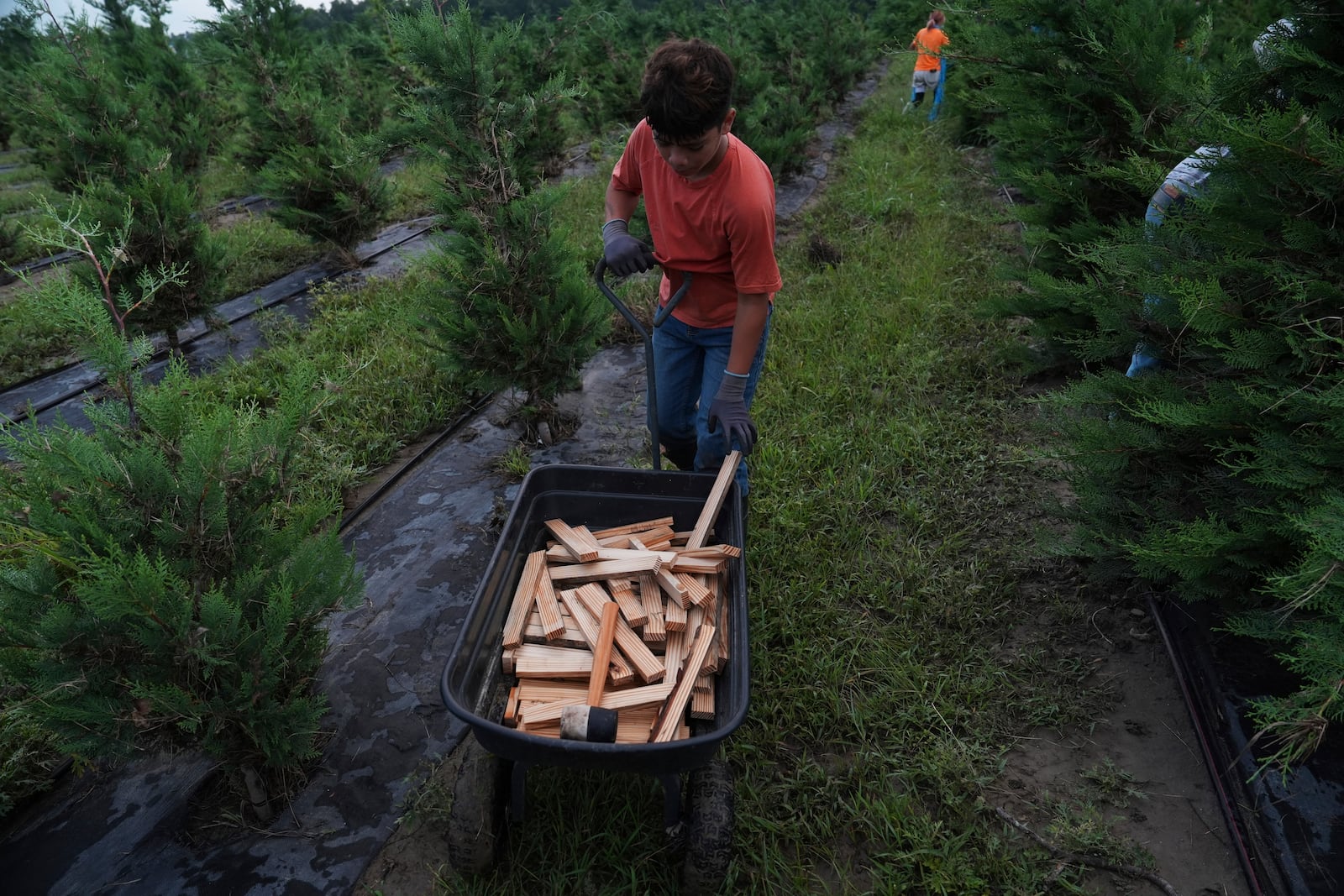 Gael Morales drops an extra stake in a wheelbarrow as crews work to stabilize Christmas trees following flooding, Wednesday, July 9, 2025, at a farm in Georgetown, Texas. (AP Photo/Joshua A. Bickel)