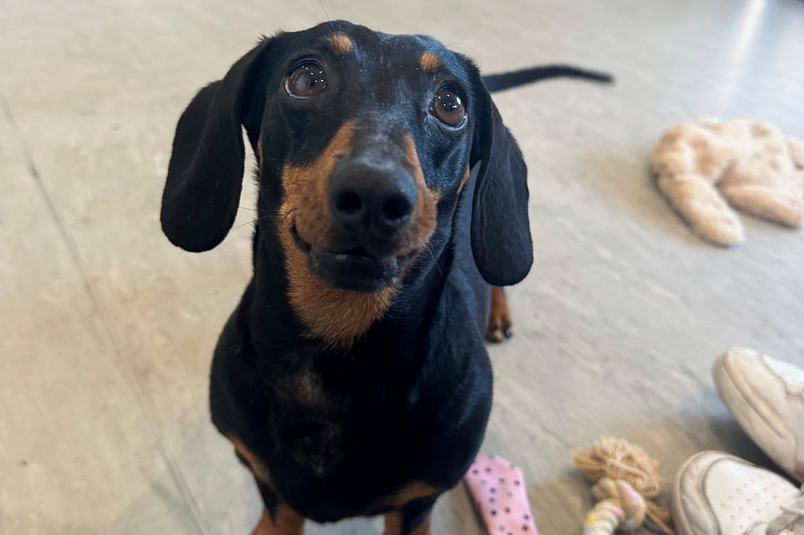 Valerie, a miniature dachshund reacts after being reunited with it's owners on Kangaroo Island in South Australia after she was missing for 540 days, Tuesday, May 6, 2025. (Georgia Gardner via AP)