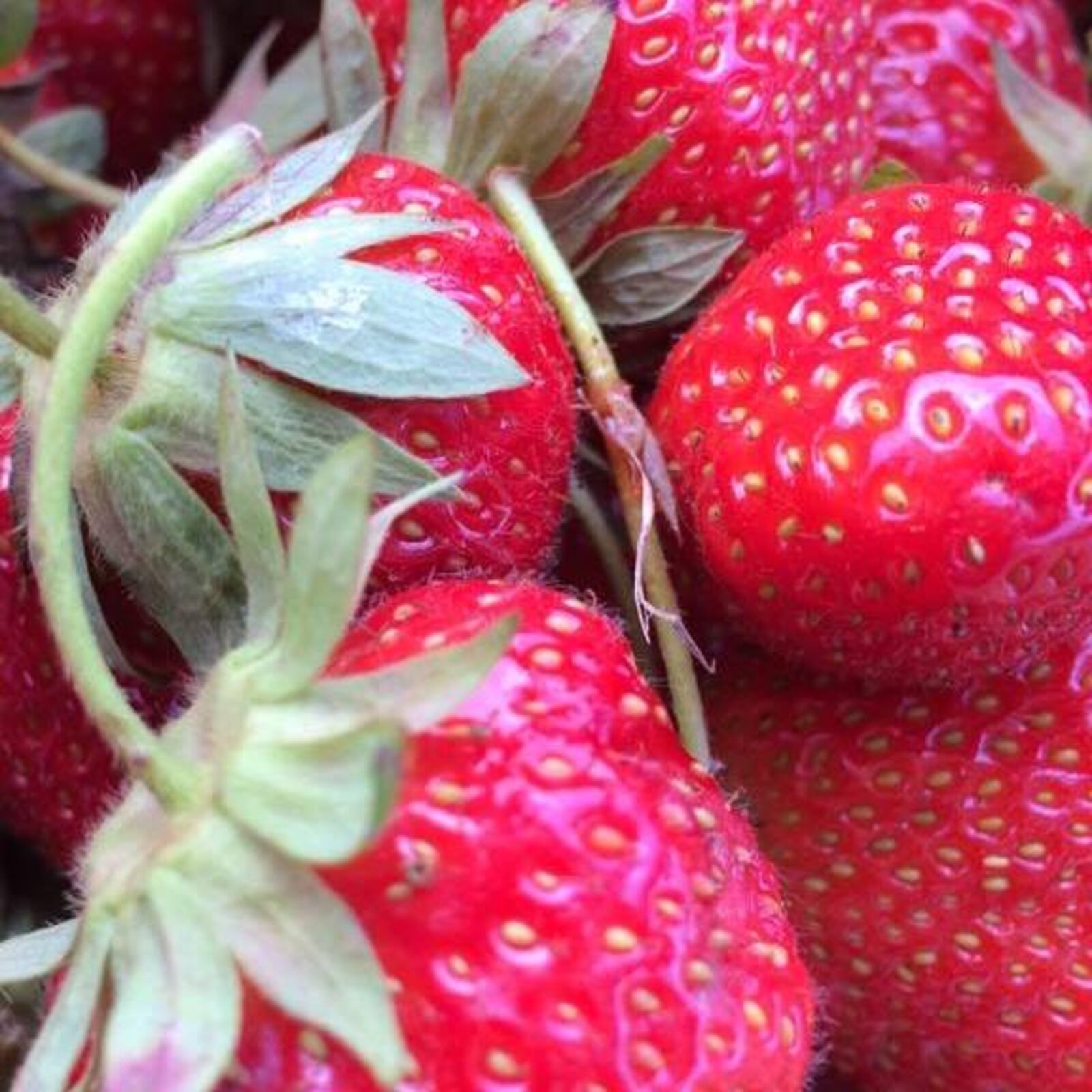 Folck Winery founder Robert Folck said he will make wine out of estate-grown fruit, including strawberries and blackberries. Photo from Folck Family Farm Facebook page.